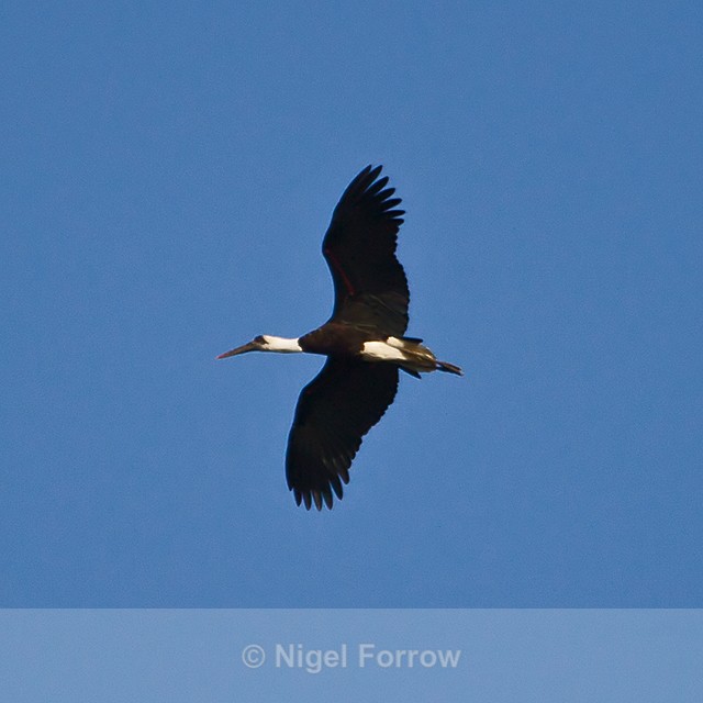 Woolly-necked Stork in flight - Woolly-necked Stork