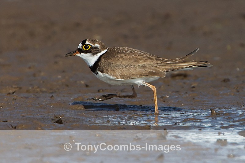 Little-ringed Plover - Lesvos ~ Wading Birds