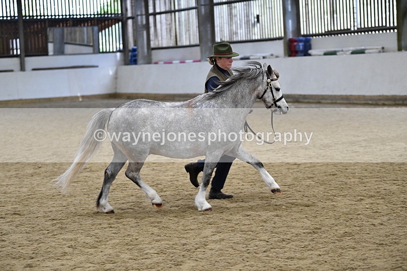 WJ5_5701 - Morning in hand Championship