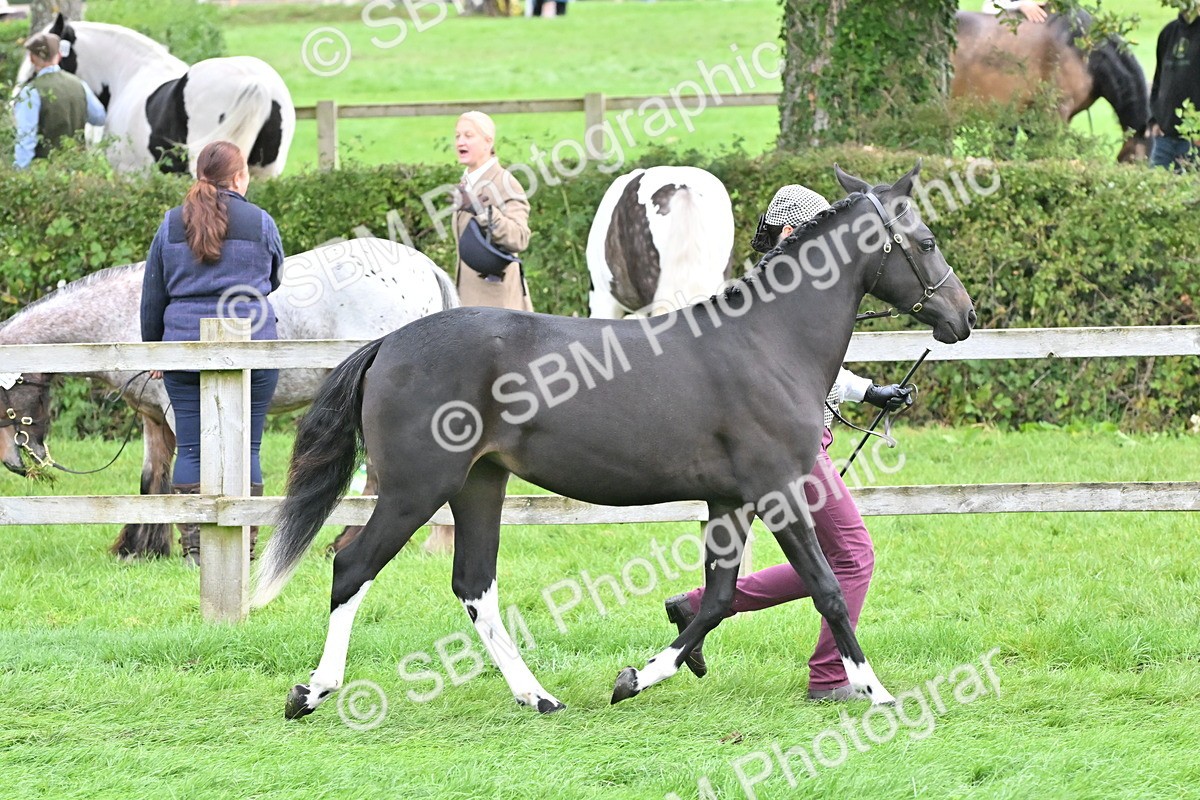 SBM_57546 - S46 - Part Bred Arab & Native Pony In Hand