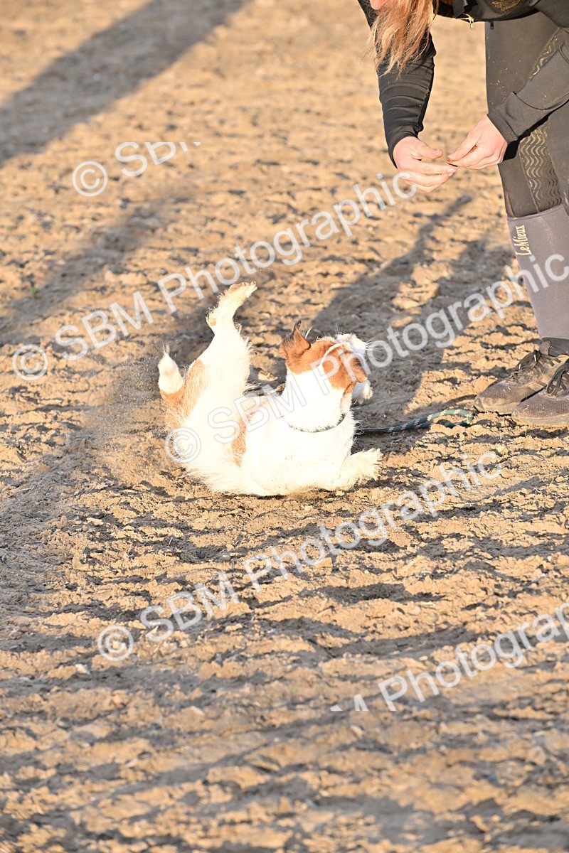 SBM_09688 - Lorry Dogs