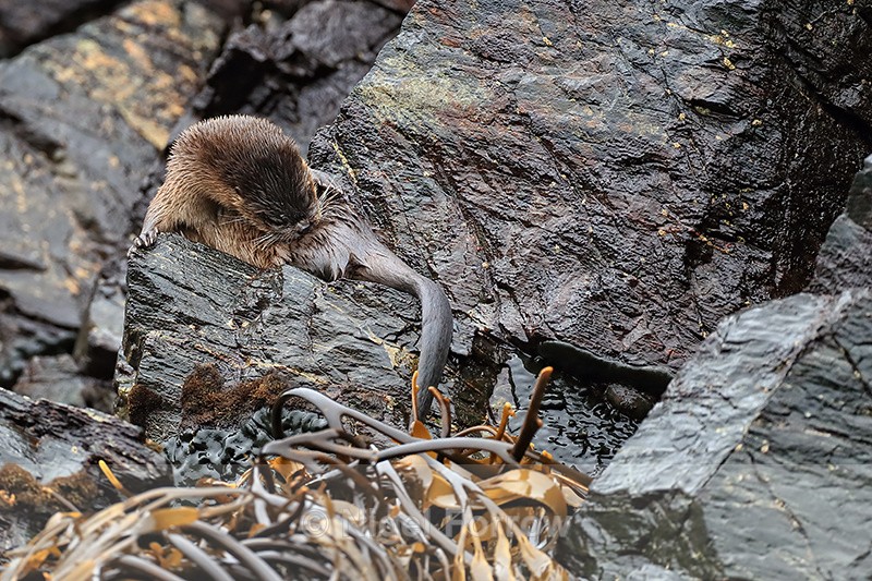 Marine Otter grooming, Chanaral Island, Chile - Otter
