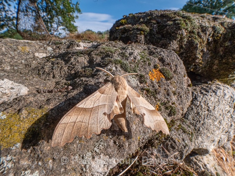 The oak hawk (Marumba quercus  - Insects, Spiders and other Animals