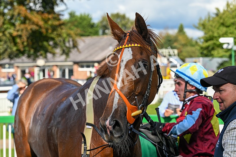 140926-Race 1-Satyress-6707 - Race 1 2.21pm Constant Security Services Apprentice Handicap