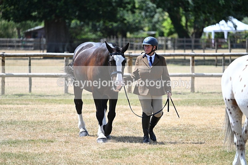 WJ7_2440 - Class 5a Most Handsome Gelding in hand (above 14.2hh)