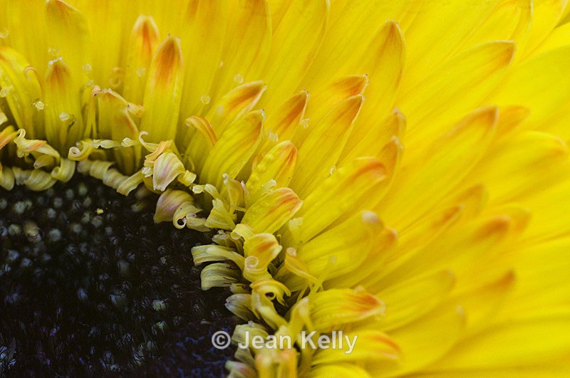 Flower - 1826 - Yellow