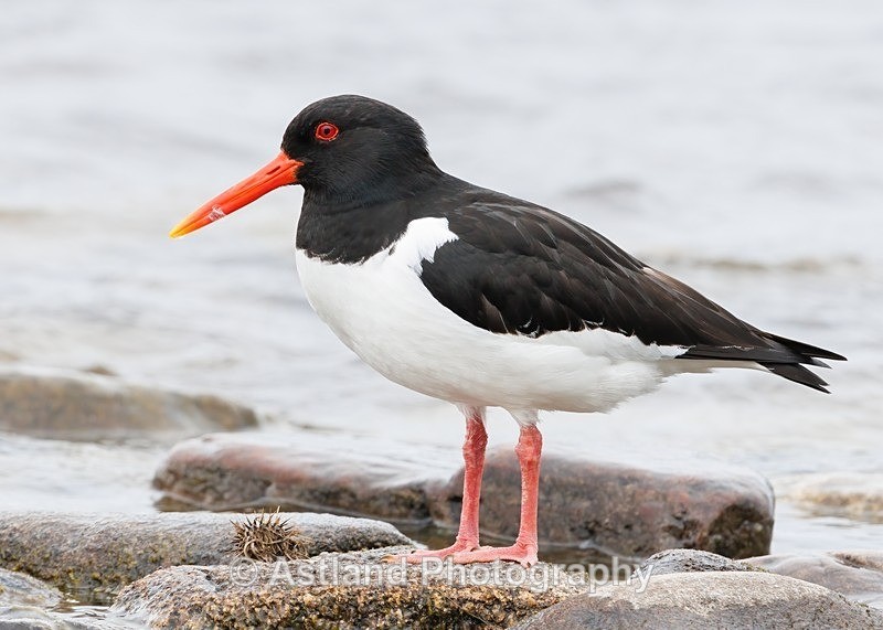 Oystercatcher - Latest Images