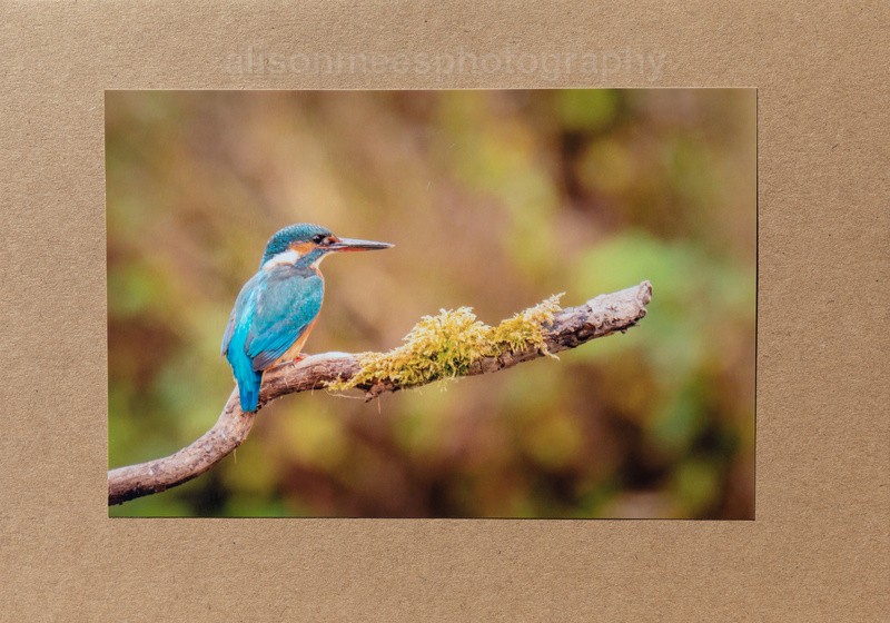 44 Kingfisher - For Sale - Handmade Cards £2.50 each