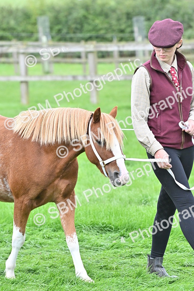 SBM_60896 - S48 - Mountain & Moorland In Hand Small Breeds