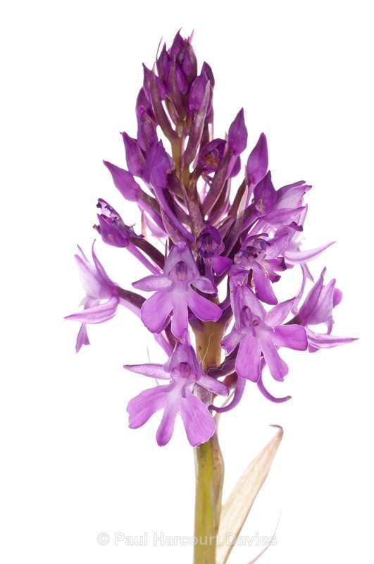  - WB: Orchids - Various