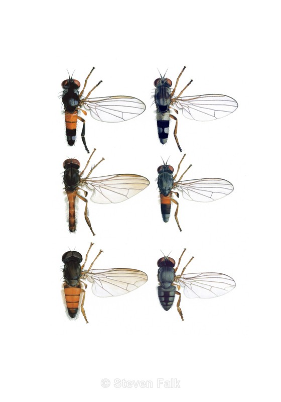 Platypezids - Flies