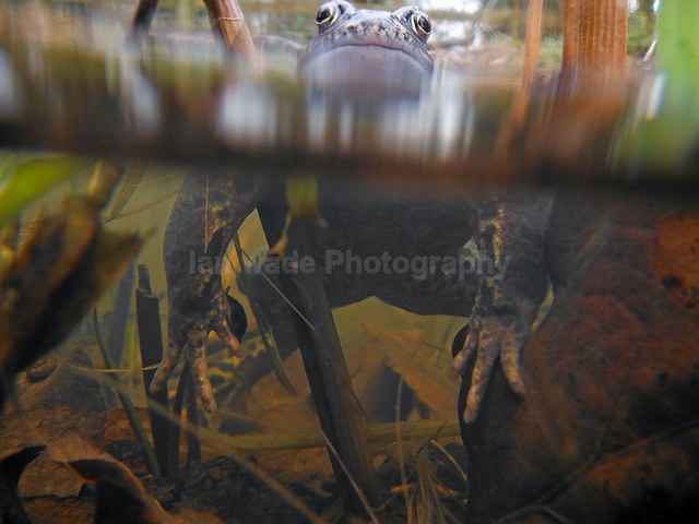 Common Frogs spawning, Bristol, BR_005 - Reptiles, amphibians & pond life, Great Britian