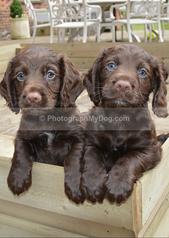  - Cocker Spaniels