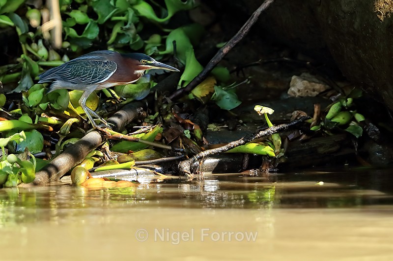 Green Heron at river edge, Costa Rica - Green (Green-backed) Heron