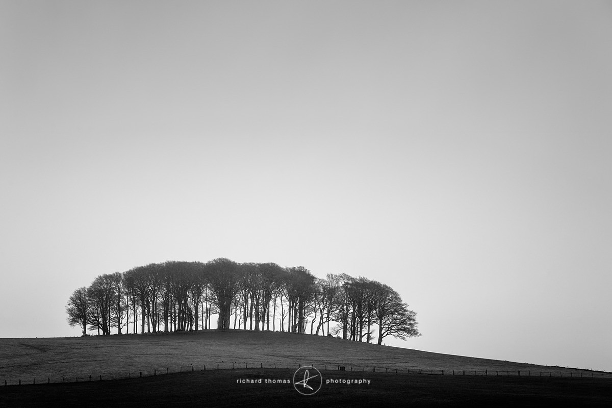 100 trees - Mono Mist Trees