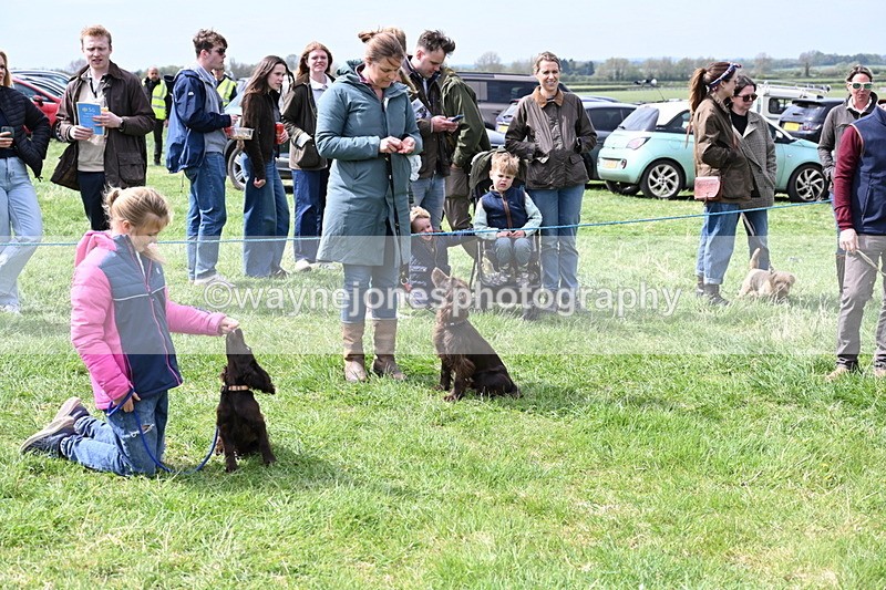 WJ6_8659 - Class 8 Best Working / Gun Dog or Bitch