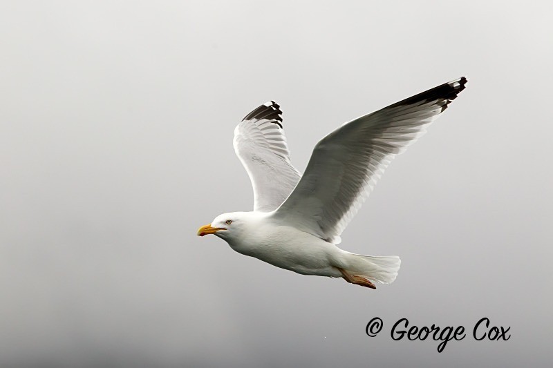 Gull in Flight - Birds in Flight