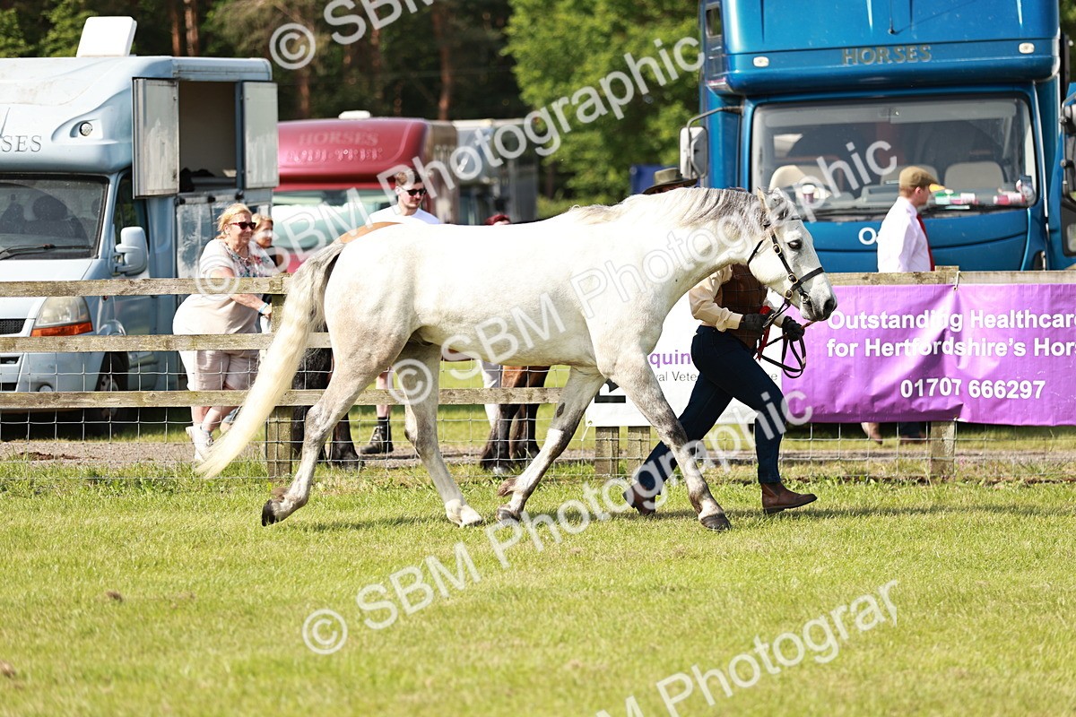 SBM_01709 - Class 14-23 - Mountain & Moorland In Hand Non Welsh