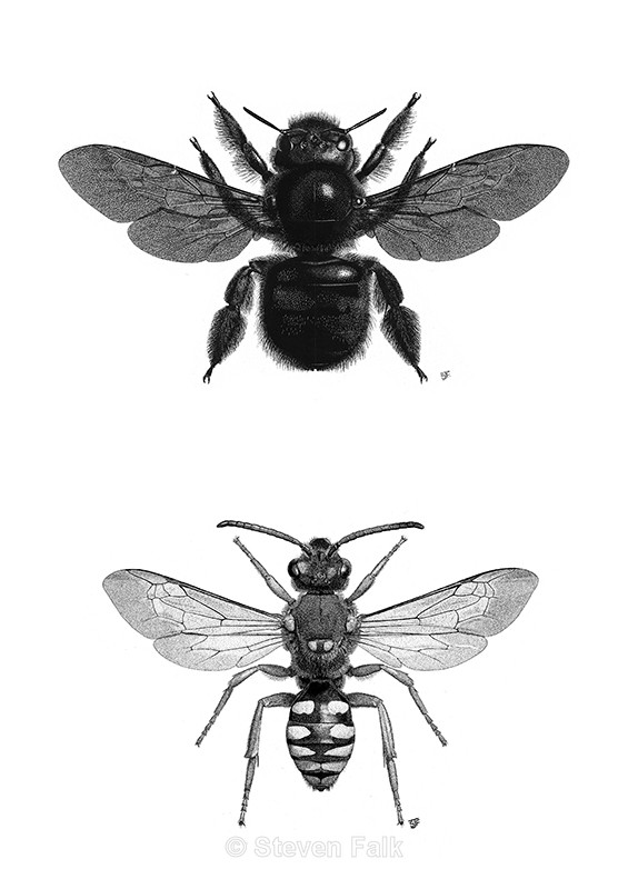 Carpenter Bee/Nomad Bee Combo