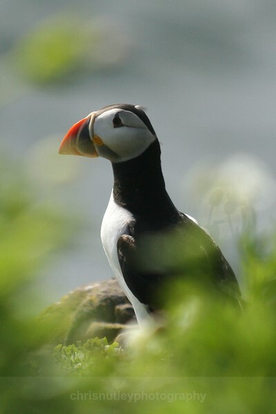 - Birds of Britain and Europe
