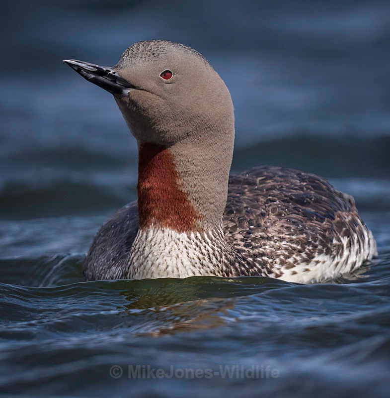 RED THROATED DIVER 5 MEGA - NEW...RED THROATED DIVERS(LOONS)