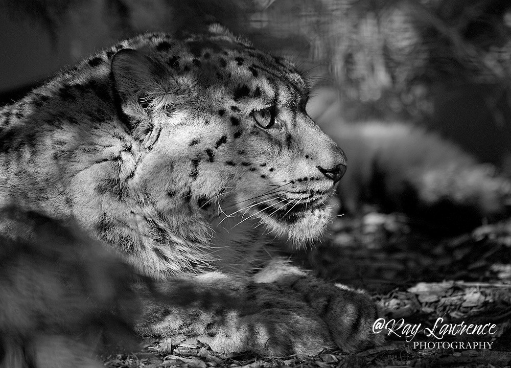 4 snow leopard - Wildlife - Other