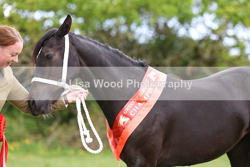 3E7A0905 - In Hand Championship