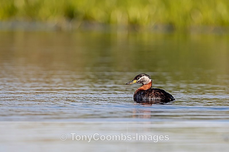 Red-necked Grebe - Danube Delta