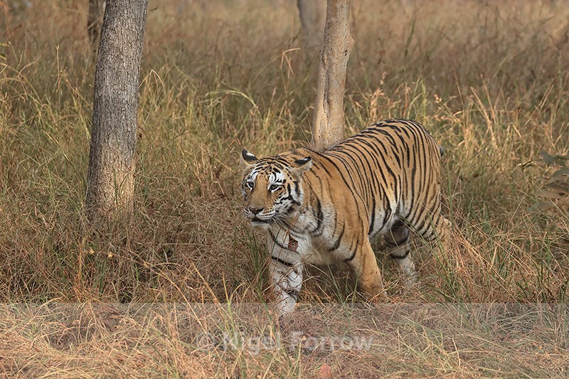 Bengal Tigress moving among trees, Panna, Madhya Pradesh, India - Tiger