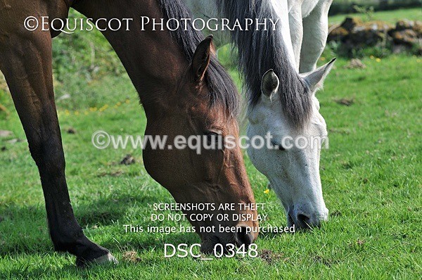 DSC_0348 - ARCHIVE REQUEST - Quincy and Guinness