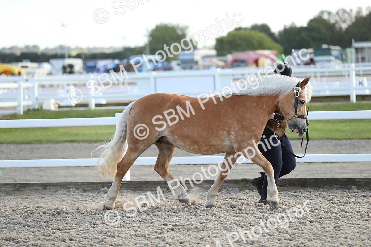 SBM_08913 - Class 29 IH Veteran Pony