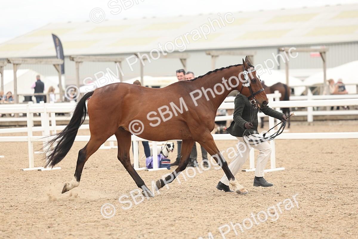 SBM_17042 - Class 313 - IH Retired Racehorse
