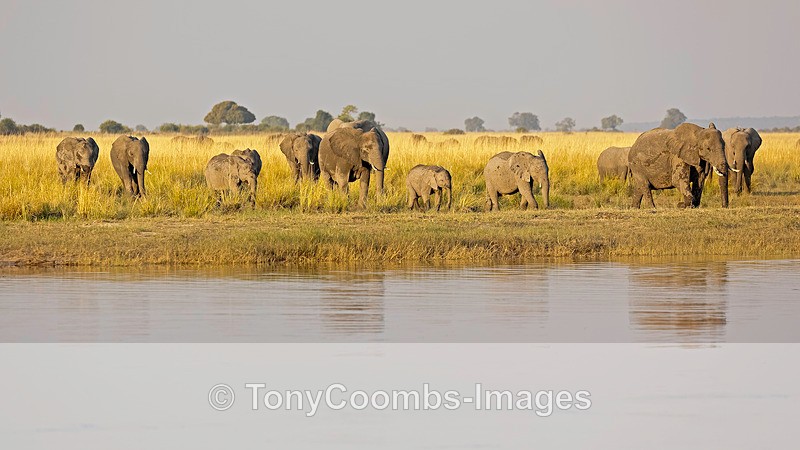 Elephant - Botswana ~ The Mammals