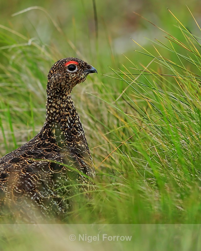 Red Grouse (male) close-up, Scotland - Red Grouse