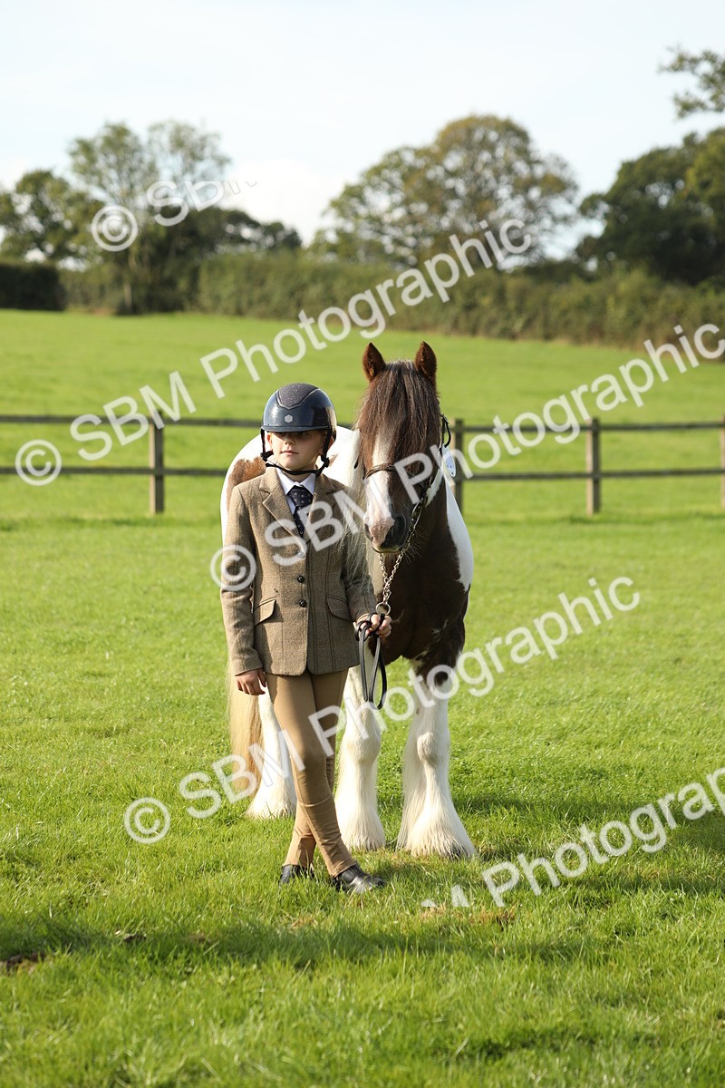 SBM_60978 - S43 - Coloured Pony In Hand