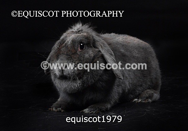 equiscot1979 - GIZMO & OSCAR