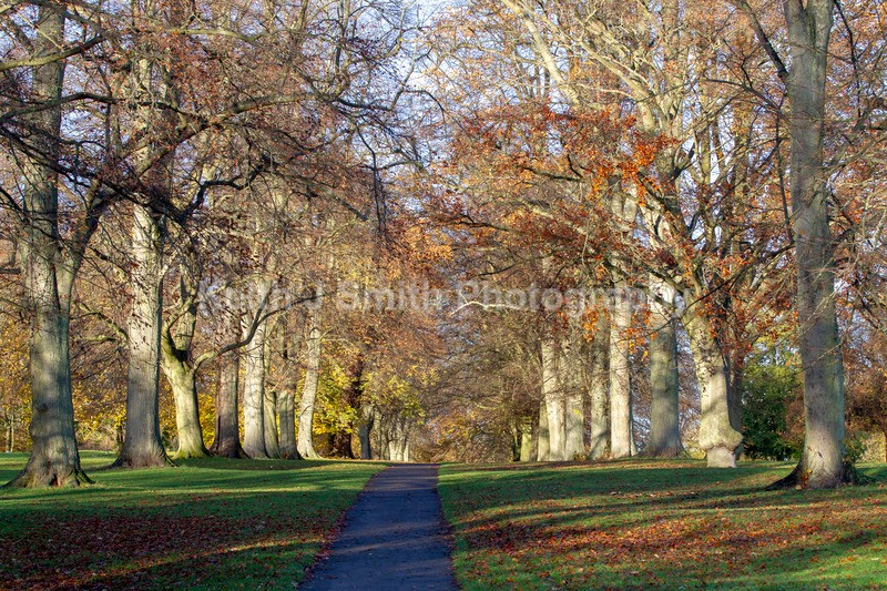 2KJS1064 - Trees in Abington Park