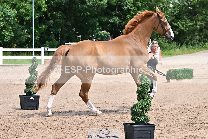 240718A-105251-01239 - Trot Up 12pm to 1pm