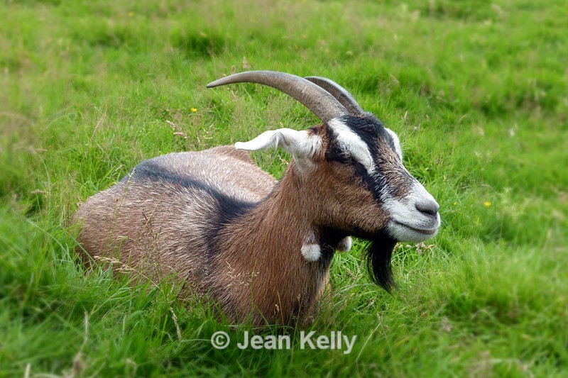 Pygmy Goat - P1100345 - Goats
