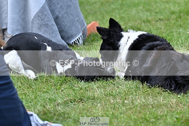 250525A-103418-15767 - Western Counties Crowds