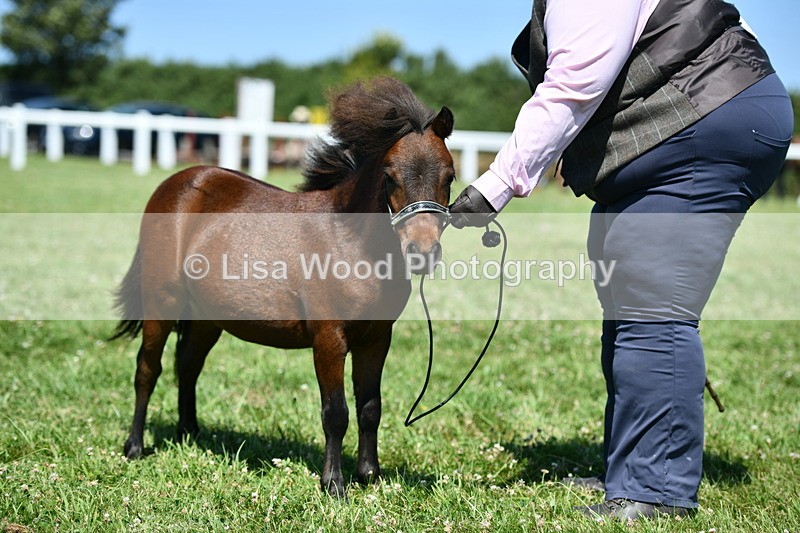 DSC_7012 - Class 59: Miniature Horse Yearling