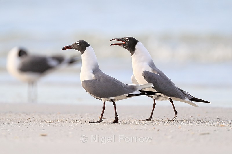 Laughing Gull moves another on, Fort De Soto Park, Florida - Laughing Gull