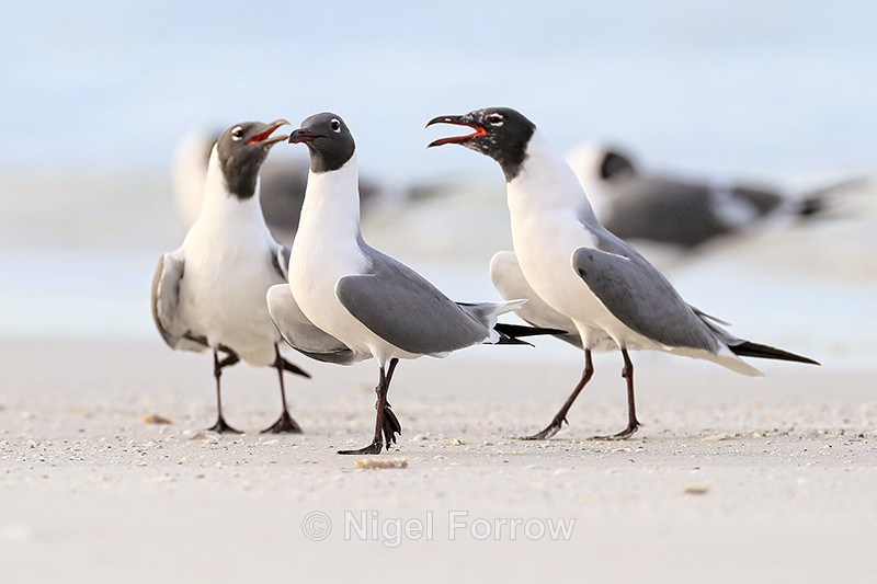 Three Laughing Gulls interacting, Florida - Laughing Gull
