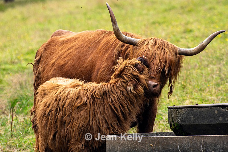 Highland Cattle Pollok Park - DSC_8748 - Cattle