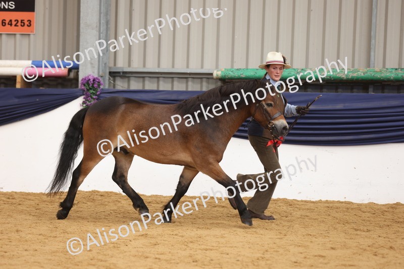20260913-1740 - Class 115 - Gelding 4years and over
