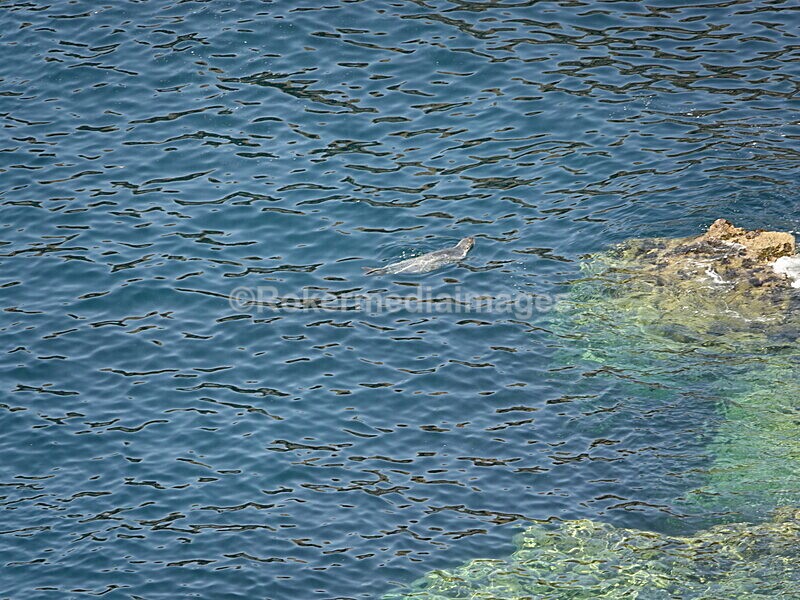 DSC00402 - Skomer 2019