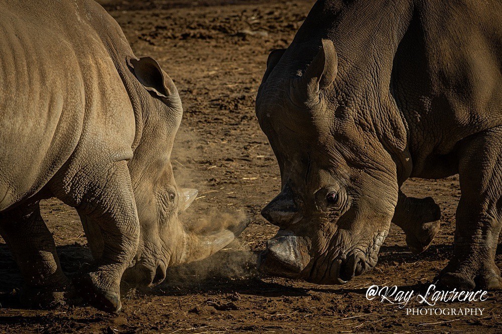 Southern White Rhinoceros - RLP0874 - Vulnerable and Beyond