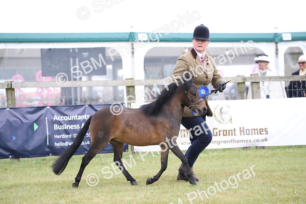 SBM_03542 - Class 23-25 - British Miniature Horse of the Year