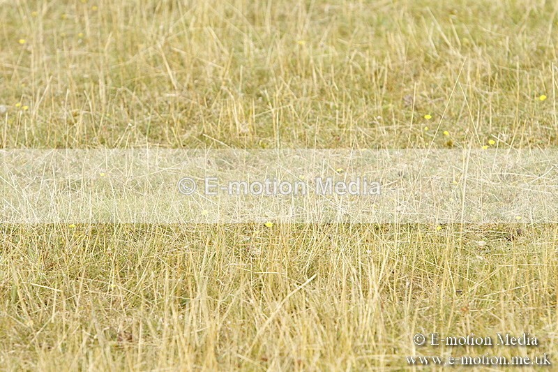 _BS_0480 - BVRC Show 2018 Ring 3