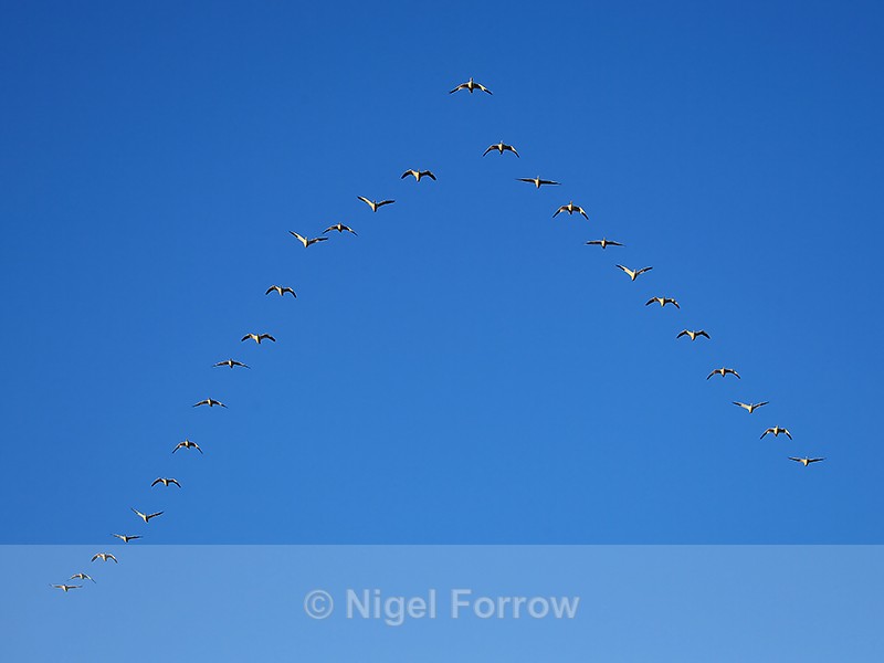 V-formation of Snow Geese, Bosque del Apache, New Mexico - Snow Goose
